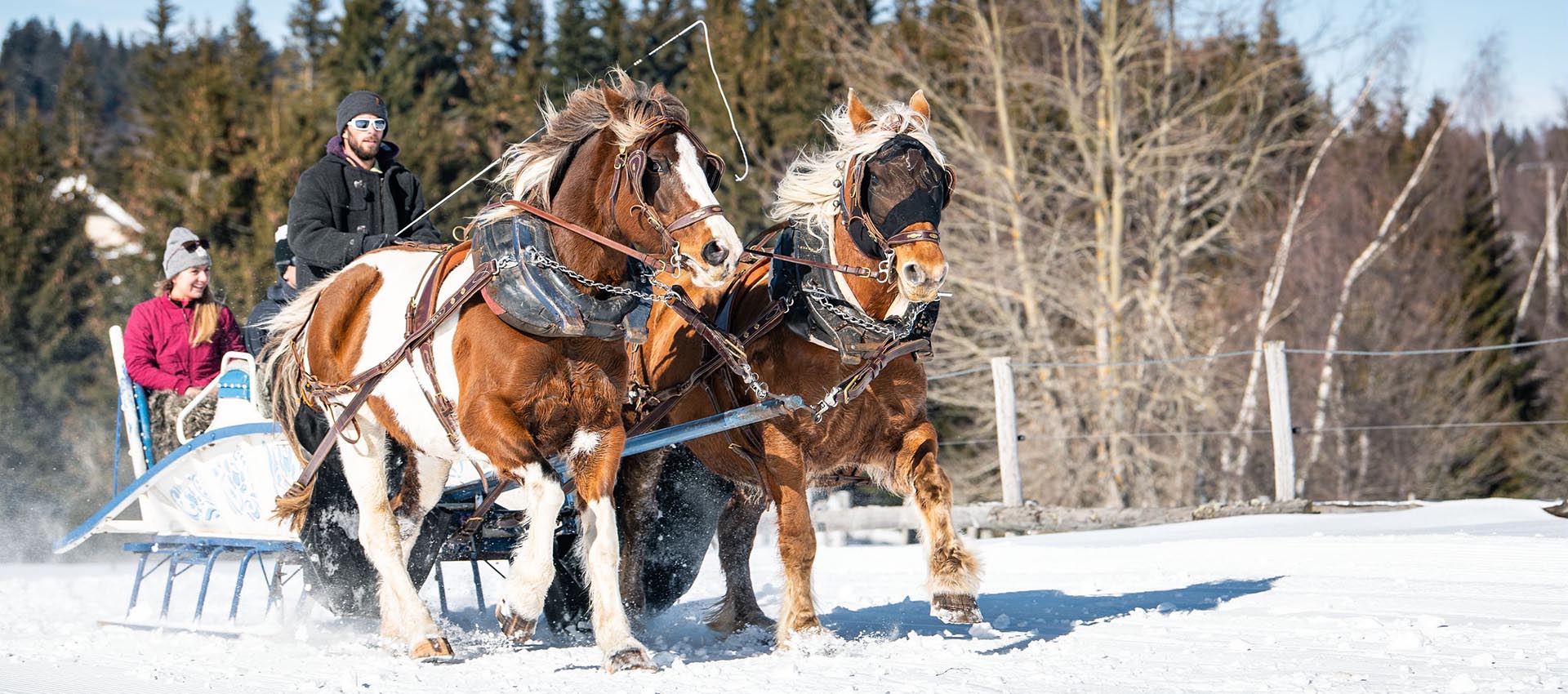 Horse riding, dog sledding, llamas - Chambéry Montagnes