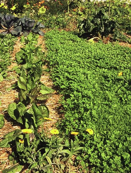 Formation jardin et compostage   : je gère dans mon jardin les végétaux produits