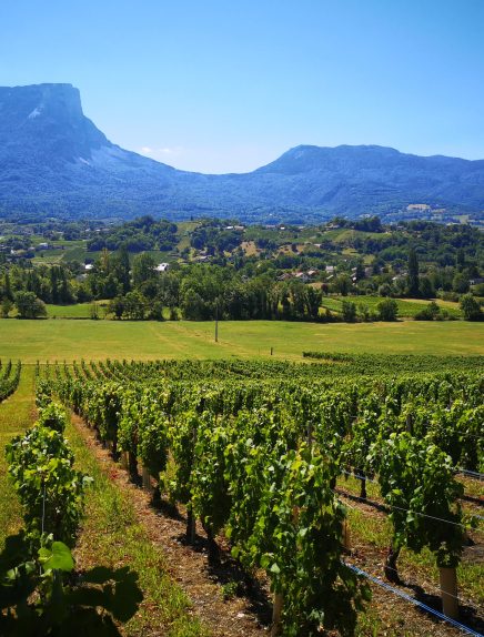 Visite et dégustation de vins de Savoie au domaine des Granges Longes