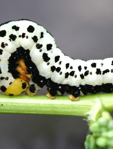 Conférence : L'univers fascinant des papillons de nuit