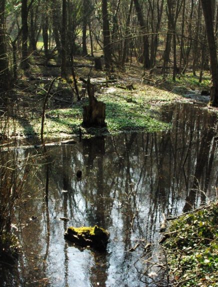 Sortie nature : Découverte de la pierre à Cupules Le 1 fév 2025