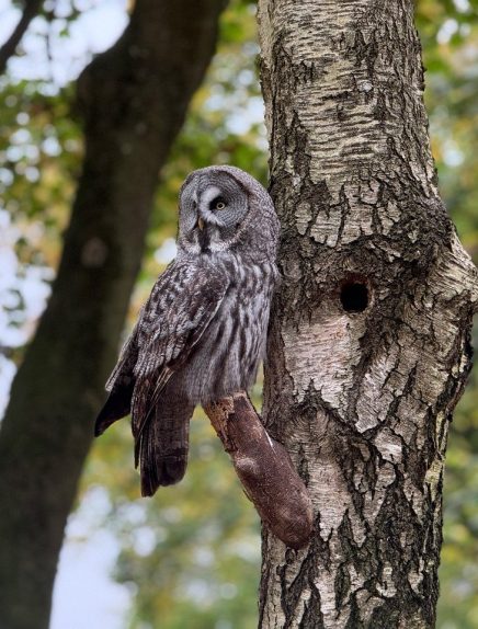 Arbres &amp; Oiseaux, une symbiose essentielle