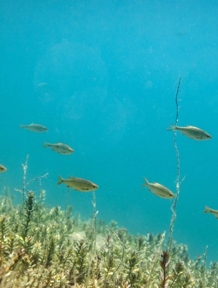 Pêche au plan d'eau de Lescheraines