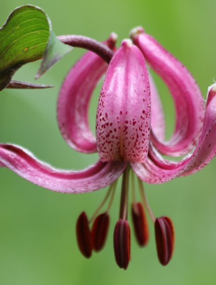 A la rencontre des plantes sauvages en montagne - Stage 2 jours