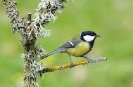 Sortie nature : apprendre à reconnaître les chants d'oiseaux