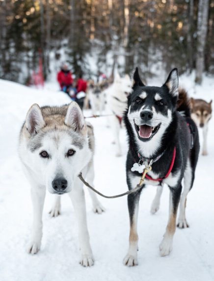 Visite de la Ferme des chiens de traîneaux