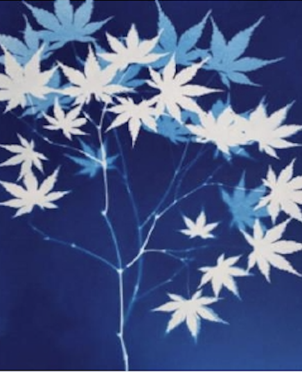 Atelier cyanotype